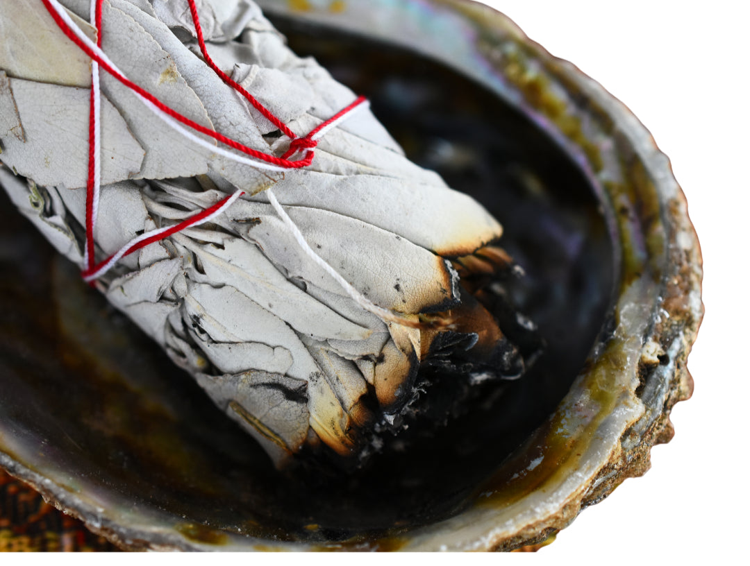 Abalone Shell image 2