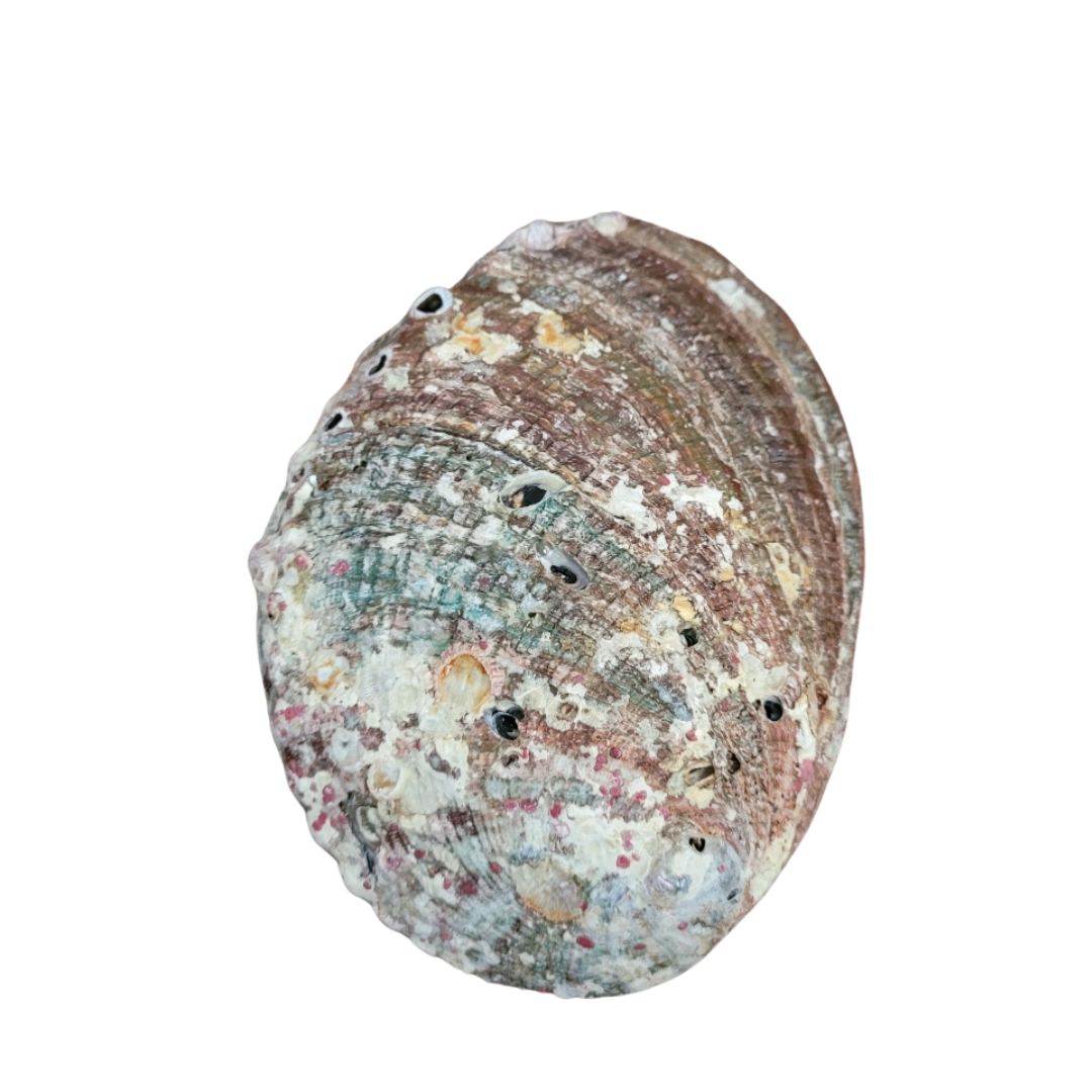 Abalone Shell image 1