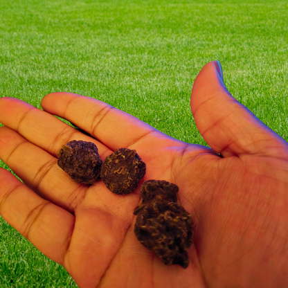 High John the Conqueror Root image 1