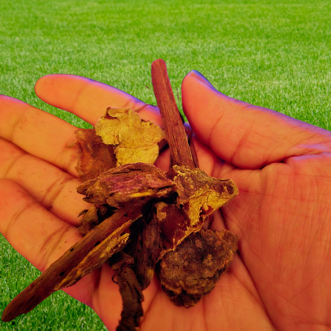 Jezebel Root image 1