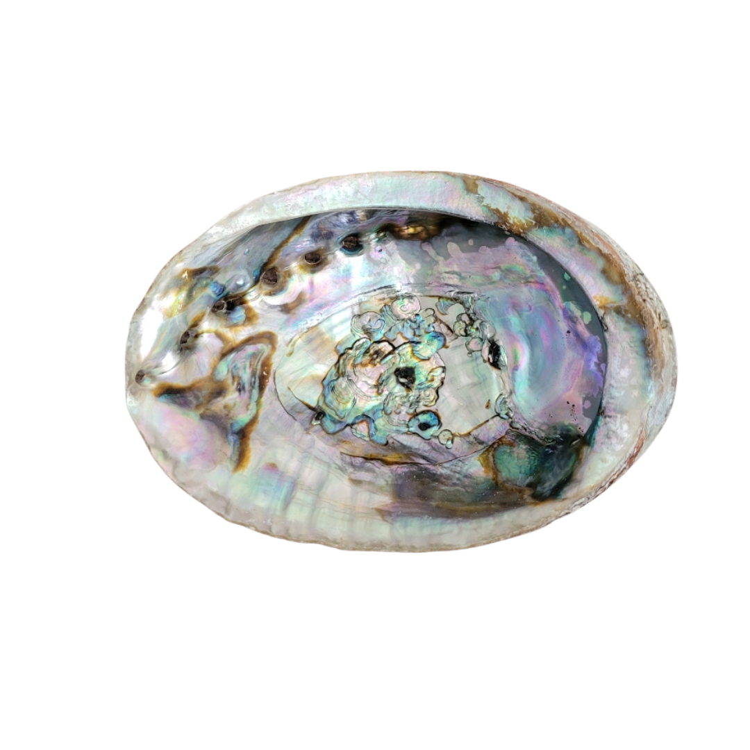 Abalone Shell image 0